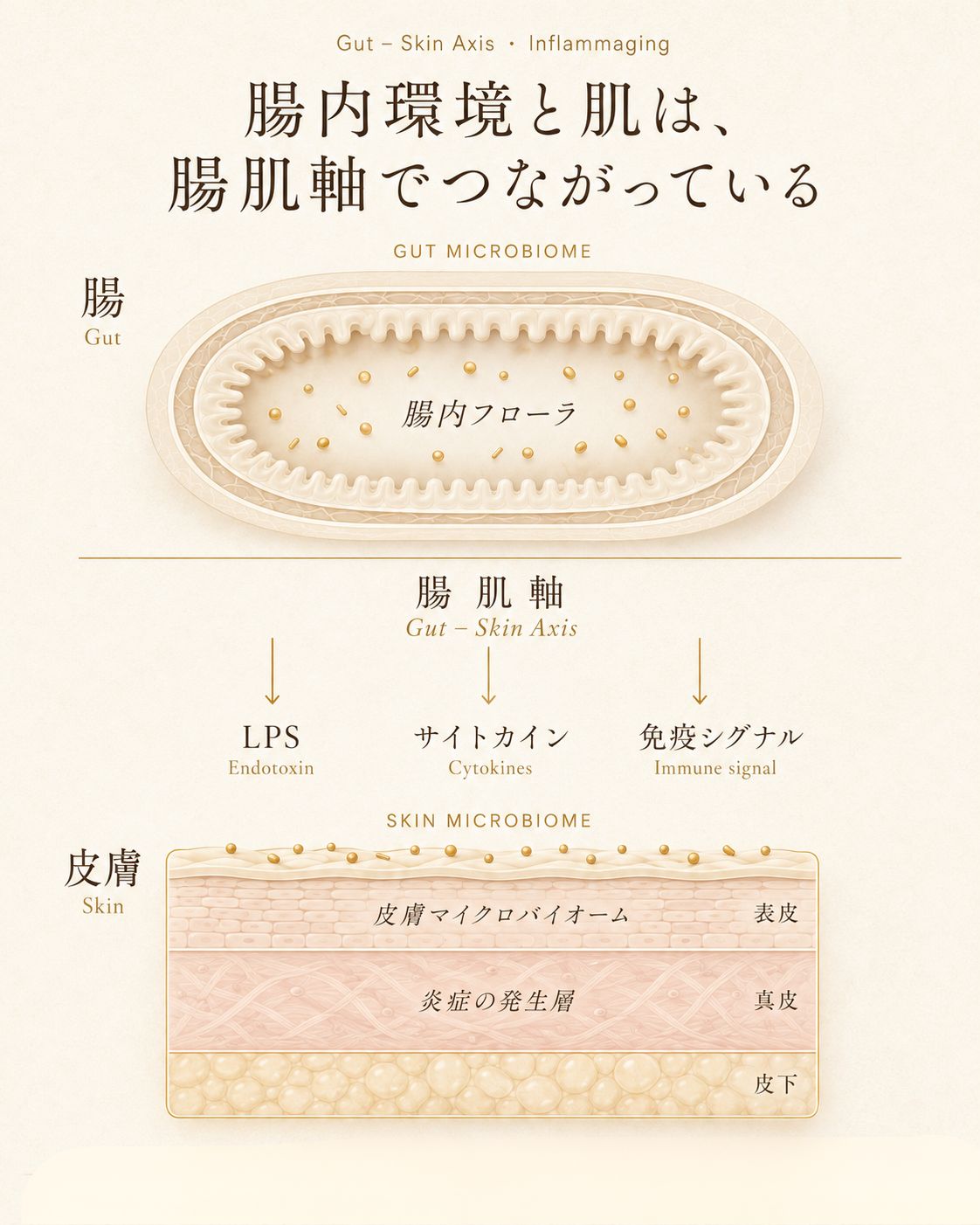 炎症老化 腸内環境と腸肌軸を示す肌と腸の図解