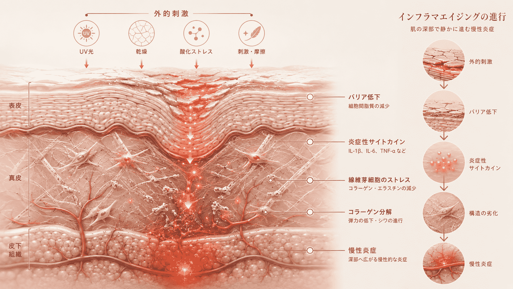 炎症老化のサインである肌表面のひび割れとバリア機能の低下を補修するラミドラボーテのスキンケア