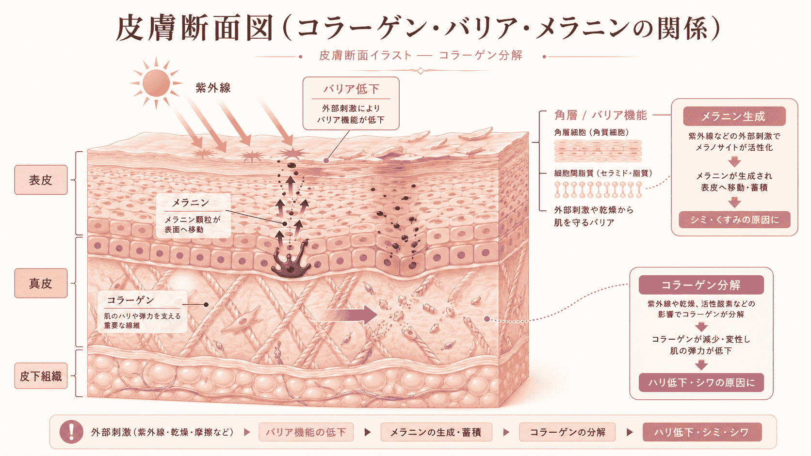コラーゲン分解とバリア機能低下、メラニン生成の関係を示した皮膚断面図