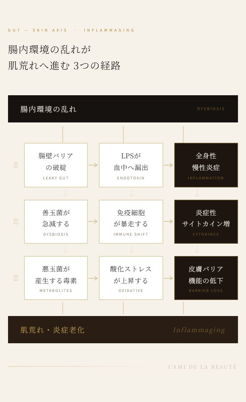 炎症老化 腸内環境の乱れが肌荒れに進む3つの経路
